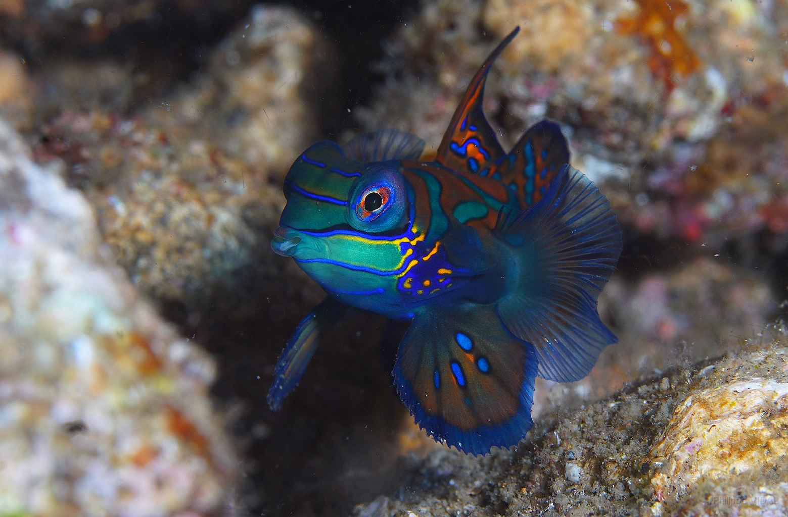 Banda Sea 2018 - DSC06033_rc - Mandarinfish - Poisson mandarin - Synchiropus splendidus.jpg